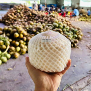 ECOCHIC FRESH – DỪA TƯƠI VIỆT NAM XUẤT KHẨU EU & ÚC