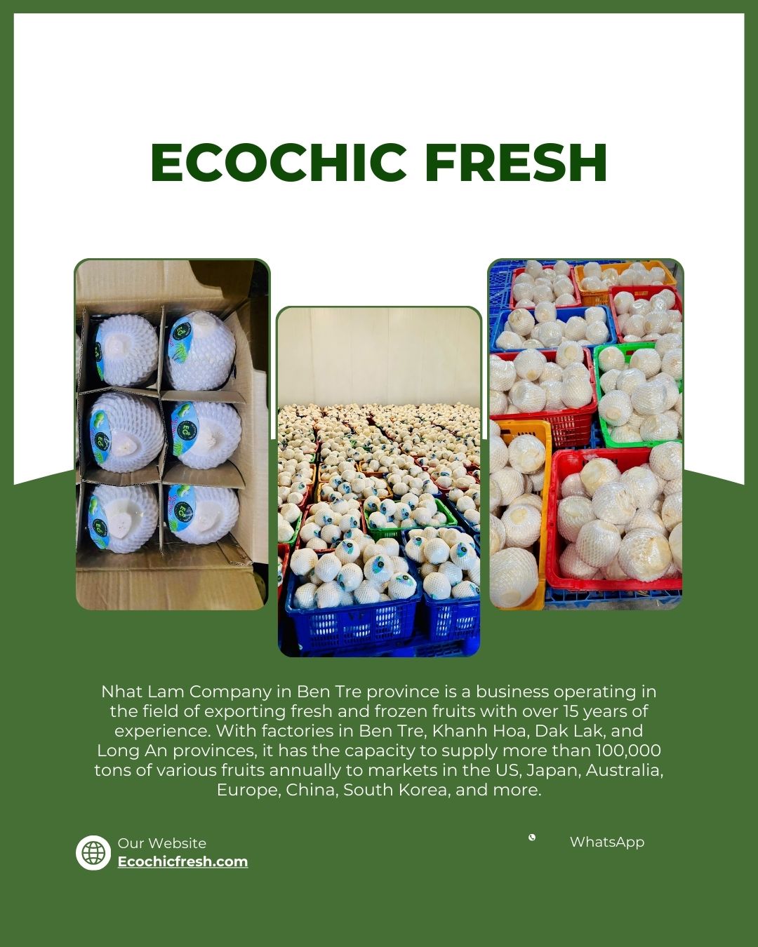 The clean cut and long shelf life make them ideal for high-turnover retail as well as long-distance imports.